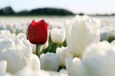 a single red tulip in a field of white tulips