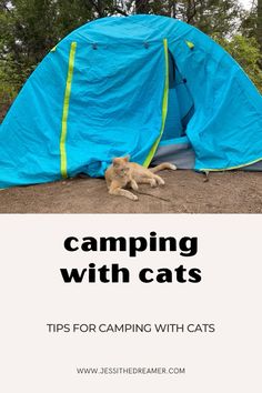 a cat laying in front of a blue tent with the text camping with cats tips for camping with cats