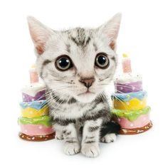 a kitten sitting in front of a cake with candles on it's sides and looking at the camera