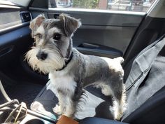 a small gray and white dog sitting in the back seat of a car