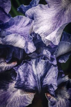 purple flowers with green leaves in the background