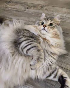 a long haired cat sitting on top of a wooden floor