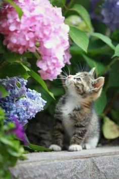 a small kitten standing on top of a cement block next to purple and pink flowers