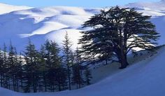 a lone tree in the middle of a snow covered mountain