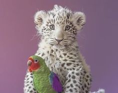 two stuffed animals sitting on top of each other in front of a purple background,