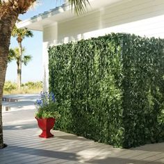 a tall green hedge next to a red potted plant on a wooden deck near a palm tree