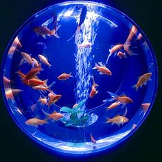 an aquarium filled with goldfish and water pouring out of it's side bowl