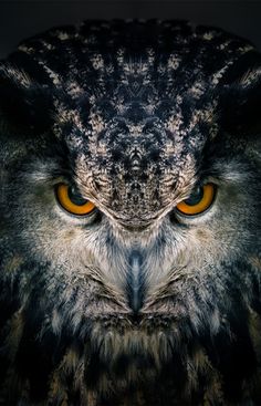 an owl with bright blue eyes looks into the camera, while it's dark