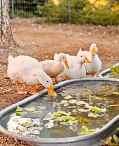 three ducks are standing in front of a water trough with lily pads on the ground