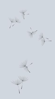 three dandelions blowing in the wind on a gray background