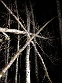 the trees in the woods are bare and have no leaves on them at night time