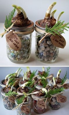 two pictures show jars with plants in them and the same jar filled with rocks, grass, and seed sprouts