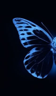 a blue butterfly is flying in the dark