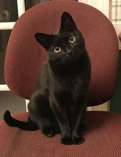 a black cat sitting on top of a red chair