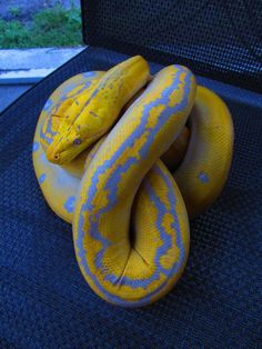 two yellow and blue snakes sitting on top of each other in the back of a truck