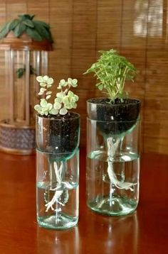 two glass vases with plants in them sitting on a wooden table next to each other