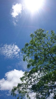 the sun shines brightly through the branches of a green tree on a sunny day