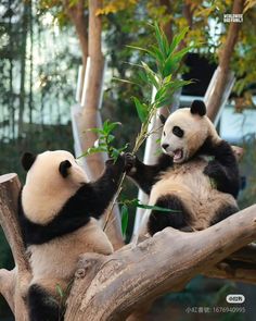 two pandas are playing with each other on a tree branch in an enclosure at the zoo