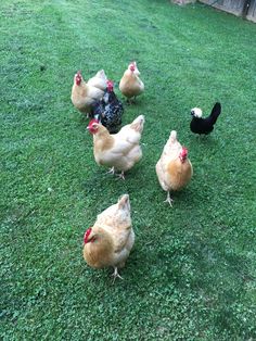 several chickens are walking around in the grass