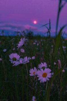 the sun is setting behind some wildflowers