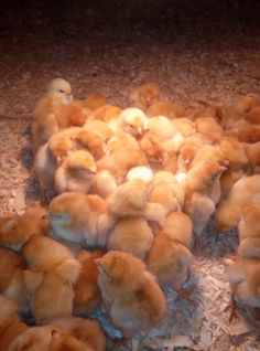 a bunch of chickens that are standing in the dirt and hay on the ground, all huddled together