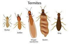 the termites and other types of termites are shown in this diagram, with different colors