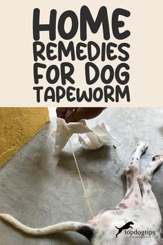 Home Remedies for Dog Tapeworm Tapeworms In Dogs, Natural Dewormer For Dogs, Worms In Dogs, Pet Meds, Natural Health Supplements, Pregnant Dog, Giant Dogs