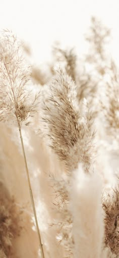 some very pretty white flowers with long stems