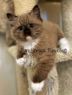 a small brown and white kitten standing on top of a scratching post with its paws in the air