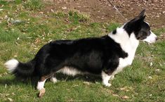 a black and white dog standing in the grass