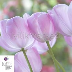 pink tulips are blooming in front of the camera with blurry background