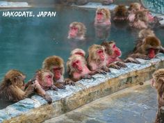 many monkeys are sitting in the water and one is looking at something while others look on