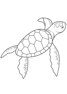 a drawing of a sea turtle