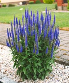 blue flowers growing out of the ground in front of a house