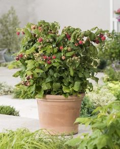 a potted plant with berries on it sitting in the middle of a garden area