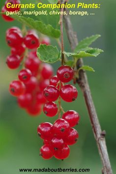 Discover the best companion plants for currants to boost their growth and protect against pests. Create a thriving and balanced garden!
#currants #companionplants #companionplanting