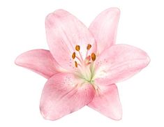 pink lily flower with white background stock photo