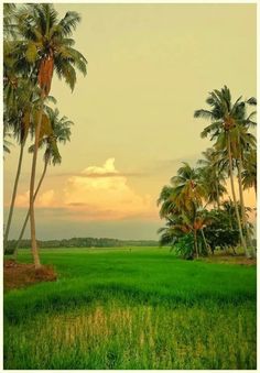 palm trees line the edge of a grassy field