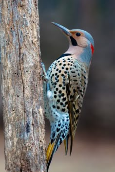 a colorful bird is perched on the side of a tree and looking at its surroundings