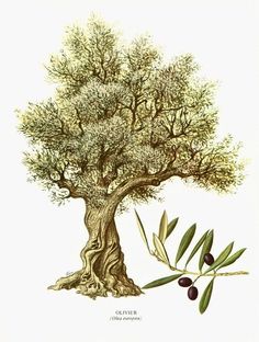 an olive tree with green leaves and branches