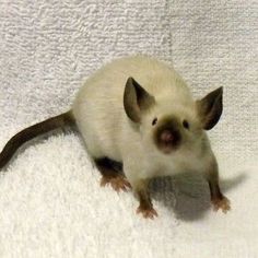 a small white rat sitting on top of a towel