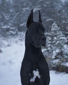 a large black dog standing in the snow