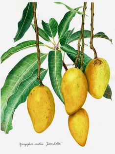 three mangoes hanging from a tree branch with green leaves on it's branches