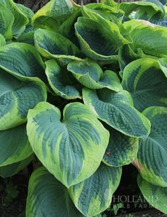 a large green plant with white and red stripes on it's leaves, next to a sign that says new