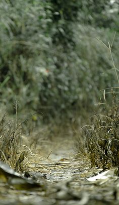 a red fire hydrant sitting on the side of a dirt road next to tall grass