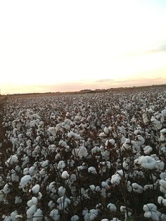 a large field full of cotton plants at sunset