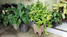 several potted plants are lined up on the ground