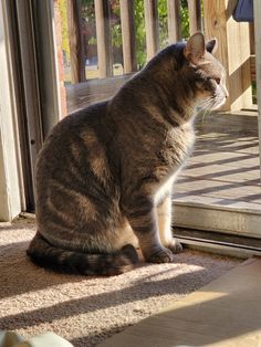 a cat sitting on the floor looking outside