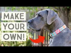 a large gray dog with a red collar and the words make your own