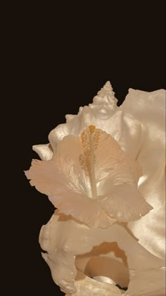 a white flower is in the middle of a black background